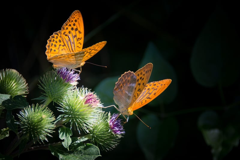 Butterfly effect management