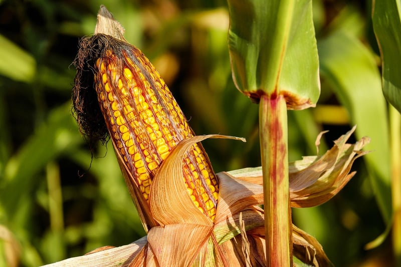 Neolithic Agriculture